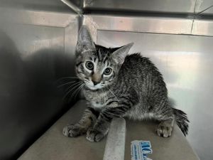 ABIGAIL, Baby Female Domestic Short Hair