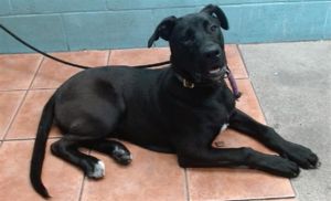 BLACKIE, Young Male German Shepherd Dog