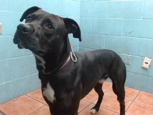 A5708933 Labrador Retriever Dog