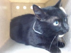 MEOW MEOW, Young Female Domestic Short Hair