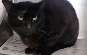 BASTILLE, Adult Male Domestic Short Hair
