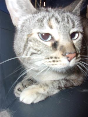 LOCKNES, Adult Female Domestic Short Hair