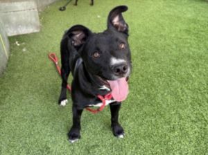 JORDAN, Young Male Staffordshire Bull Terrier