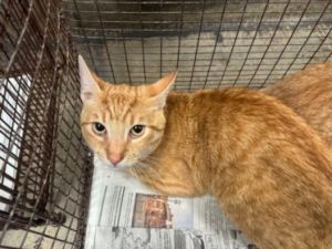 MITTENS, Young Male Domestic Short Hair