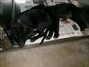 BARRY, Baby Male Labrador Retriever