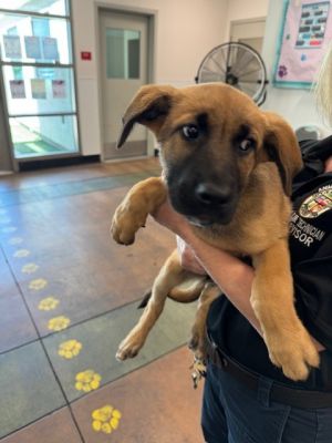 LANE, Baby Female German Shepherd Dog