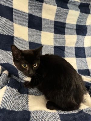 SHADOW, Baby Male Domestic Short Hair