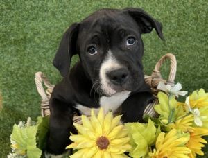 DAISY, Baby Female Pit Bull Terrier