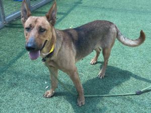 RAFFI, Young Female German Shepherd Dog
