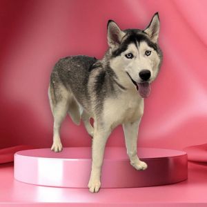 BLUEY, Young Female Siberian Husky