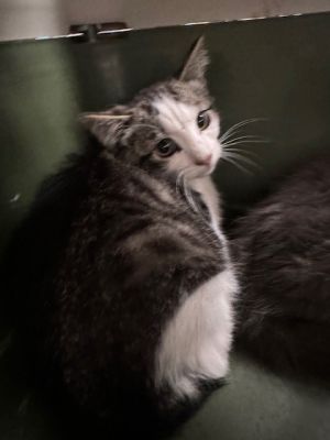 KIWI, Baby Male Domestic Short Hair