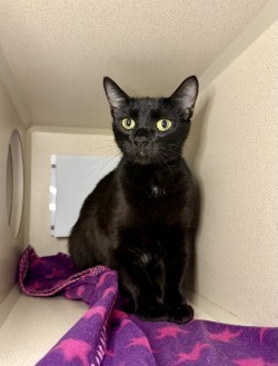 KATANA, Young Female Domestic Short Hair
