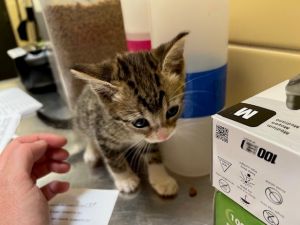 BISCUIT, Baby Male Domestic Short Hair