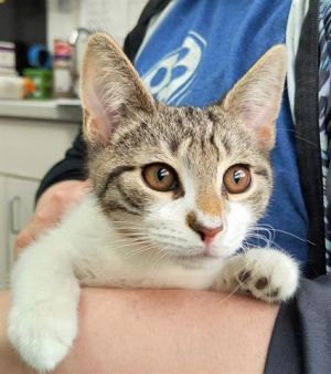 MICHAEL, Baby Male Domestic Short Hair