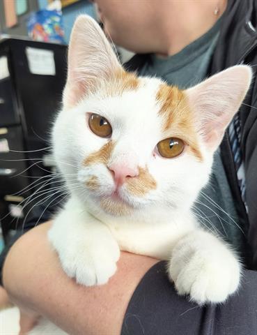 SIMON