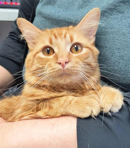THEODORE