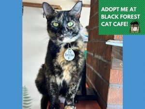 TORTILLA, Young Female Domestic Short Hair