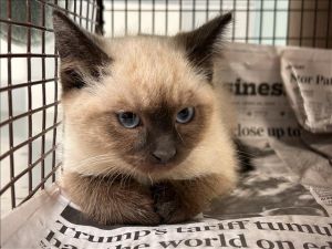 LUCY Siamese Cat