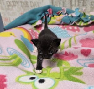 A2199066 Domestic Short Hair Cat