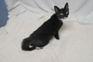 A2206304 Domestic Short Hair Cat