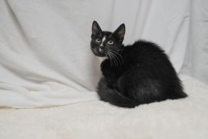 A2206305 Domestic Short Hair Cat