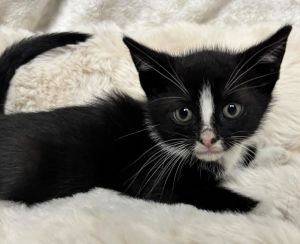 A2201876 Domestic Short Hair Cat