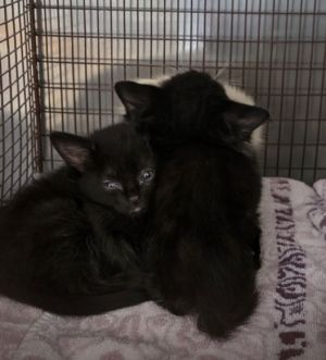 A2197804, Baby Male Domestic Short Hair