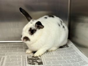SNOW Bunny Rabbit Rabbit