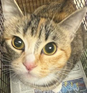 DINAH Domestic Short Hair Cat