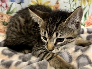 JERRY Domestic Short Hair Cat