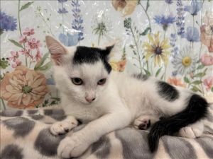 LUMI Domestic Short Hair Cat
