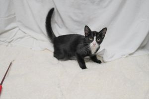 A2206302 Domestic Short Hair Cat