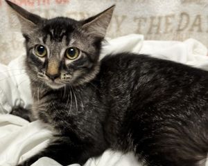 A2205832 Domestic Short Hair Cat