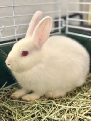 ALLEY Bunny Rabbit Rabbit