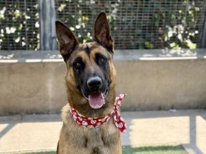 SHOTZI, Young Male Belgian Shepherd / Malinois