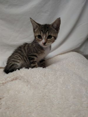 A2193662 Domestic Short Hair Cat