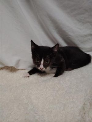 A2193663 Domestic Short Hair Cat