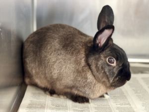 PABLO Bunny Rabbit Rabbit