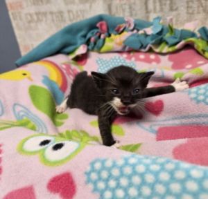 A2199065 Domestic Short Hair Cat