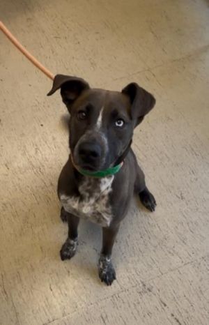 SAMPSON Pit Bull Terrier Dog