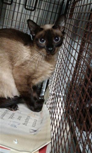 LOVE Siamese Cat