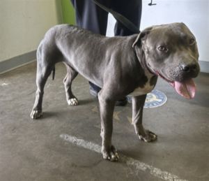 SMOKEY Pit Bull Terrier Dog