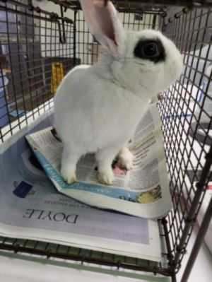 LUNA Bunny Rabbit Rabbit