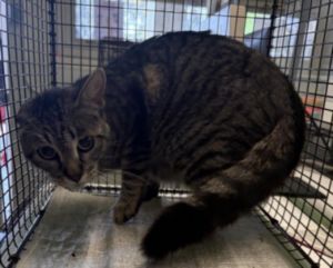 MOMMA Domestic Short Hair Cat