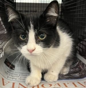 DONNIE, Baby Male Domestic Short Hair