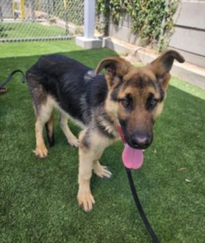 MASCARADO German Shepherd Dog Dog