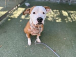 WILMA, Adult Female American Staffordshire Terrier