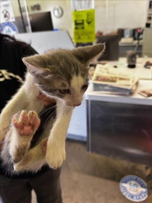 1WG, Baby Male Domestic Short Hair