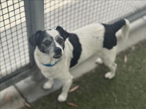 MAURICE, Adult Male Chihuahua