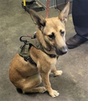 HELEN OF TROY, Young Female German Shepherd Dog